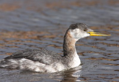 Red-necked Grebe 2