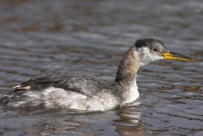 Red-necked Grebe 3