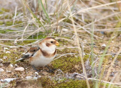 Snow Bunting 3