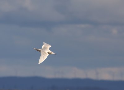 Glaucous Gull