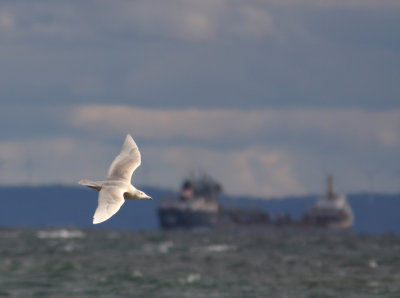 Glaucous Gull 2