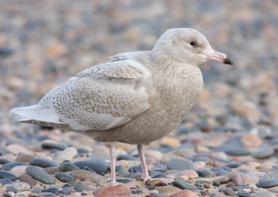 Glaucous Gull 4