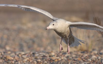 Glaucous Gull 7