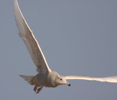 Glaucous Gull 8