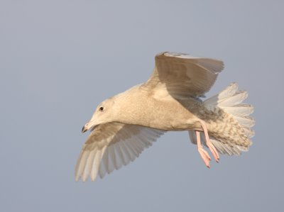 Glaucous Gull 9