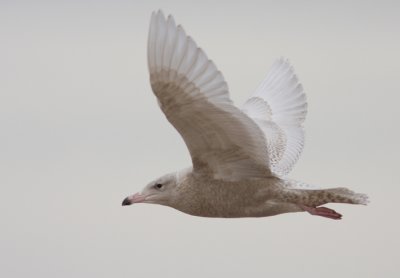 Glaucous Gull 13