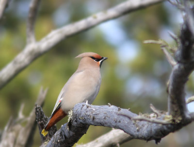 Bohemian Waxwings