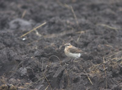 Northern Wheatear