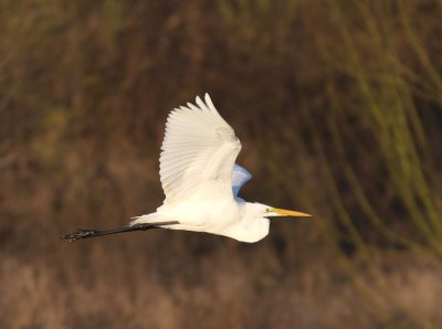 Great Egret