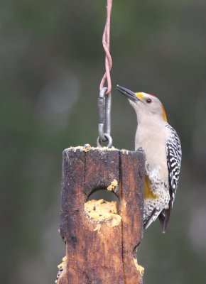 Golden-fronted Woodpecker