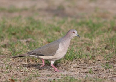 White-tipped Dove 2