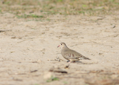 Common Ground-Dove