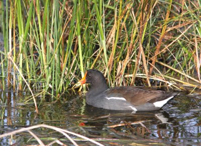 Common Moorhen