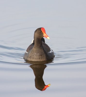 Common Moorhen 2