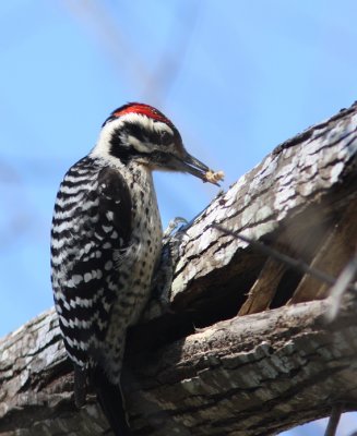Ladder-backed Woodpecker 2