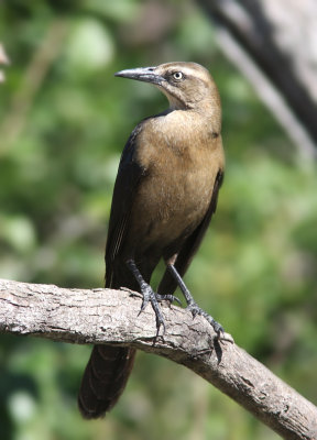 Great-tailed Grackle 2