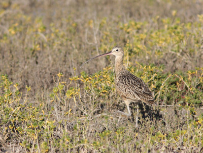 Long-billed Curlew 2