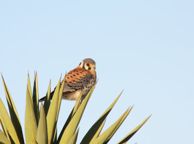 American Kestrel