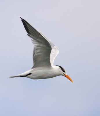 Royal Tern 3