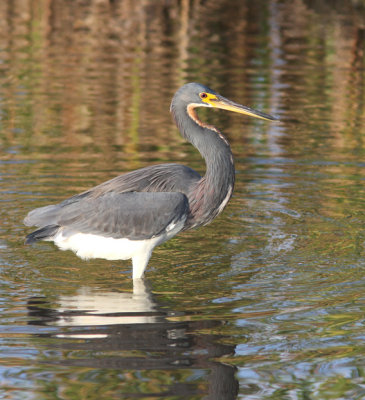 Tricolored Heron Gallery