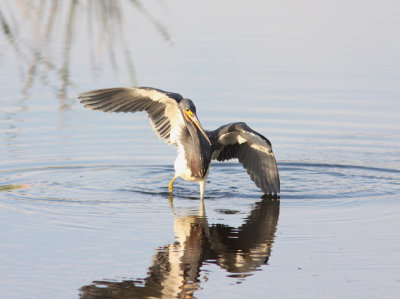 Tricolored Heron Gallery