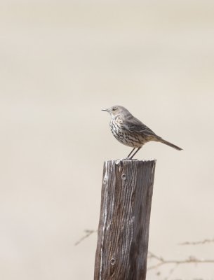 Sage Thrasher