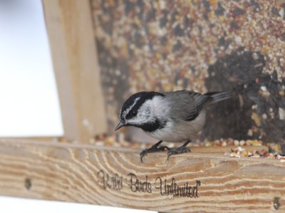 Mountain Chickadee 2