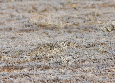 Greater Sage-Grouse 2