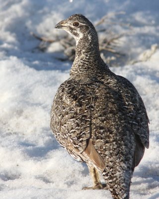 Greater Sage-Grouse 4