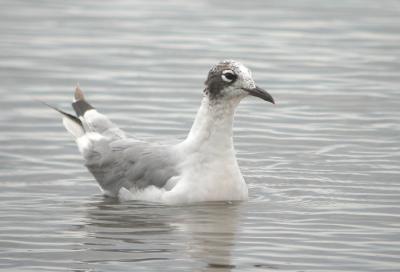 Franklins Gull 3