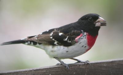 g3/78/630778/3/55066457.GrosbeakRoseBreasted.jpg
