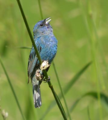 Indigo Bunting