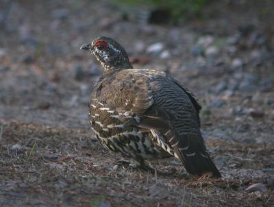 Spruce Grouse 4