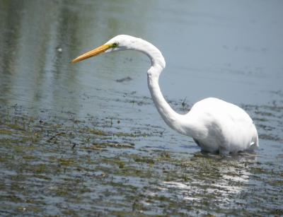 Great Egret 3