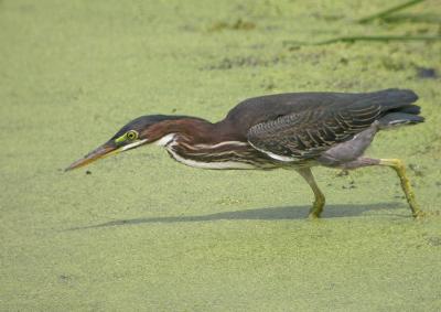 Green Heron 5