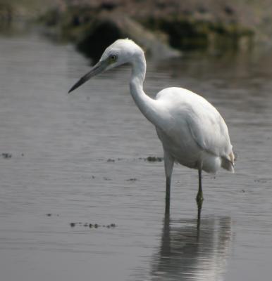 Little Blue Heron