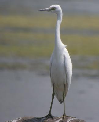 Little Blue Heron 2