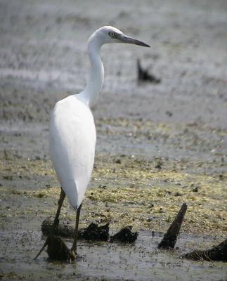 Little Blue Heron 6