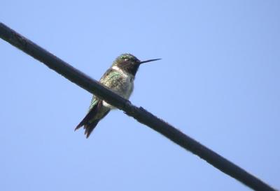 Ruby-Throated Hummingbird