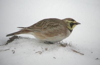 Horned Lark