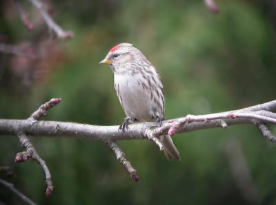 Common Redpoll