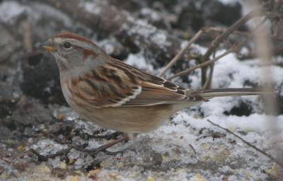 American Tree Sparrow