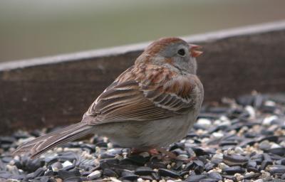 Field Sparrow 2