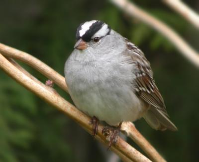 White-Crowned Sparrow 2