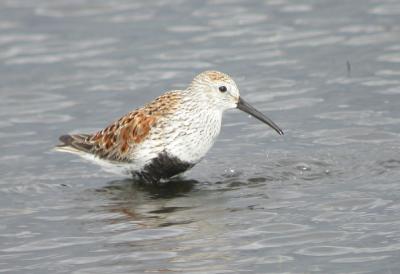 Dunlin