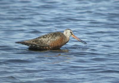 Hudsonian Godwit