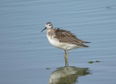 Wilson's Phalarope 2