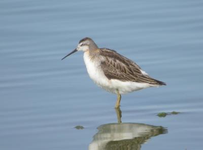 Wilson's Phalarope 3