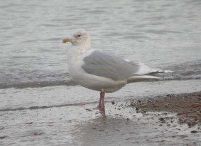 Iceland Gull