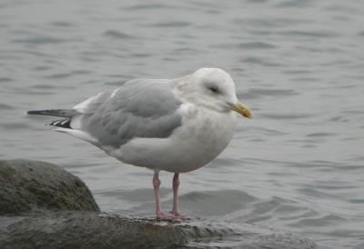 Thayers Gull